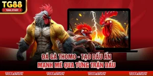 Đá Gà Thomo - Tạo Dấu Ấn Mạnh Mẽ Qua Từng Trận Đấu